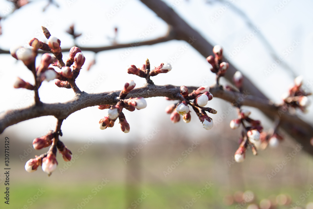 cherry branch with white flowers blooming in early spring in the garden. cherry branch with flowers, early spring. at sunset of the day, the setting sun shines on a branch