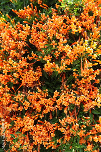 Blossoming pyrostegia venusta in Thailand. Bloom of exotic flowers. Beautiful orange tropical Thailand flowers pyrostegia venusta in Chiang Mai city. Garden, gardening. Thai landscape, spring nature photo