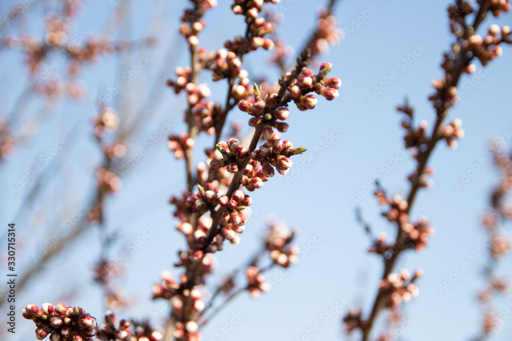 cherry branch with white flowers blooming in early spring in the garden. cherry branch with flowers, early spring. at sunset of the day, the setting sun shines on a branch cherry branch with white flowers blooming in early spring in the garden. cherry branch with flowers, early spring. at sunset of the day, the setting sun shines on a branch