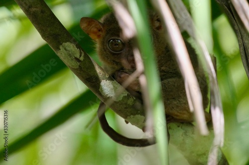 Valokuva Tarsier looking curiously from behind a leaf, small primate, on branch in nature