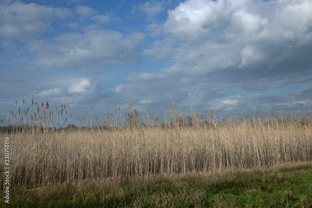 National Park the Weerribben Overijssel Netherlands. De Wieden. De Wetering. Nederland. Peetlands and reedfields.