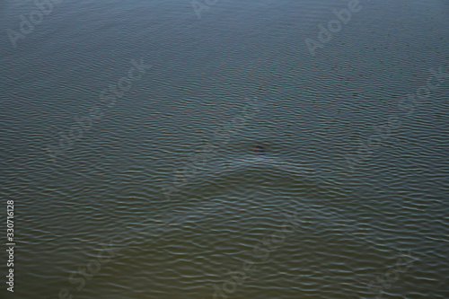 Beautiful surface of the water of the river and lake. Pond and waves from the wind in nature. Background for your design.