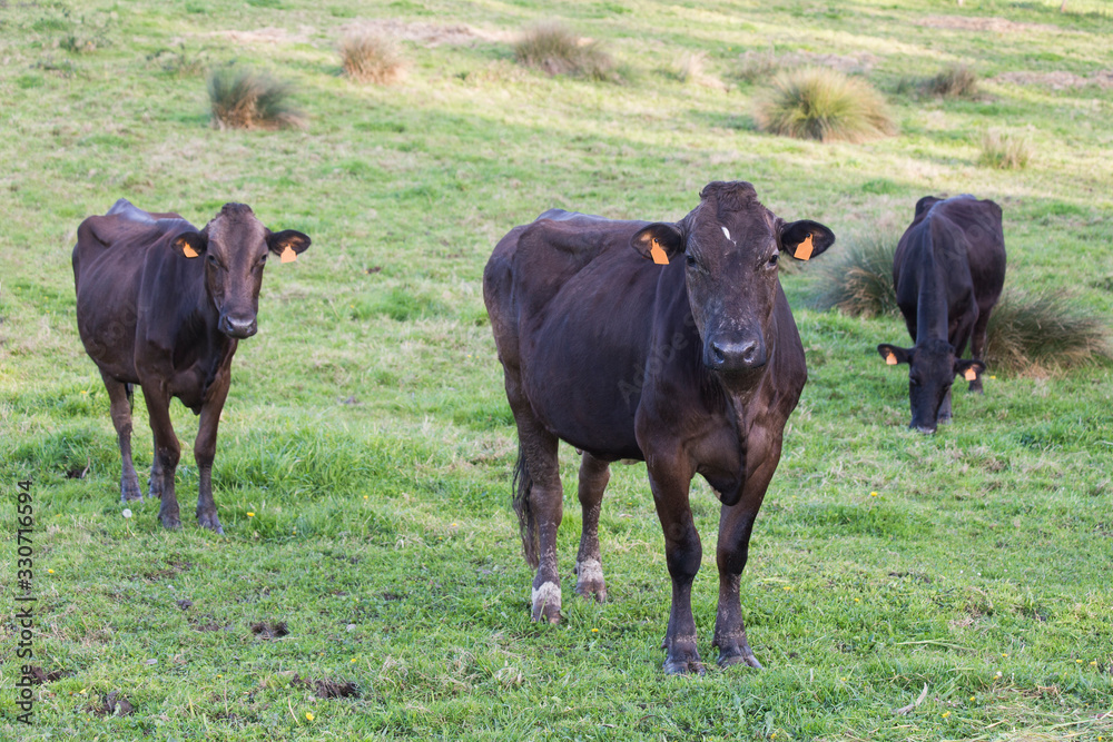 three black dairy cows in a field of green grass facing the camera three black dairy cows in a field of green grass facing the camera