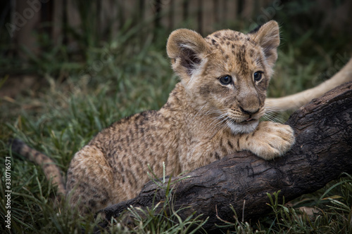 Cute lion cub