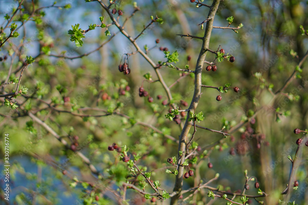 Beautiful spring green landscape with blurry background. Summer background for design. Beautiful spring green landscape with blurry background. Summer background for design.