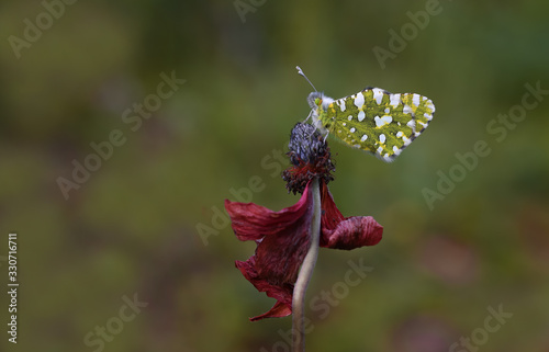 Mountain dead butterfly; Euchloe ausonia photo