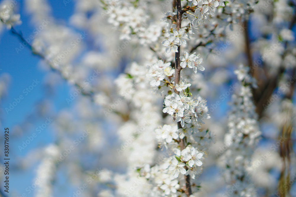 Beautiful flowering tree In the spring. Flowers in April time in the sun. Stock background in nature Beautiful flowering tree In the spring. Flowers in April time in the sun. Stock background in nature