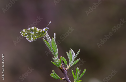 Mountain dead butterfly; Euchloe ausonia