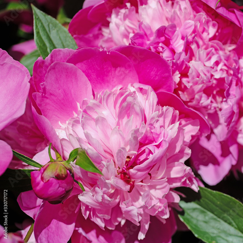 Blühende rosa Pfingstrosen, Paeonia
