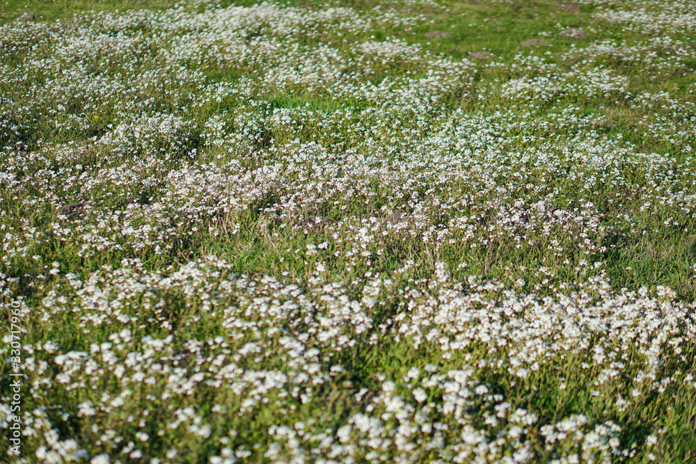 Beautiful blooming flowers on a large spring meadow. April flower in the sun. Stock background in nature with green grass Beautiful blooming flowers on a large spring meadow. April flower in the sun. Stock background in nature with green grass