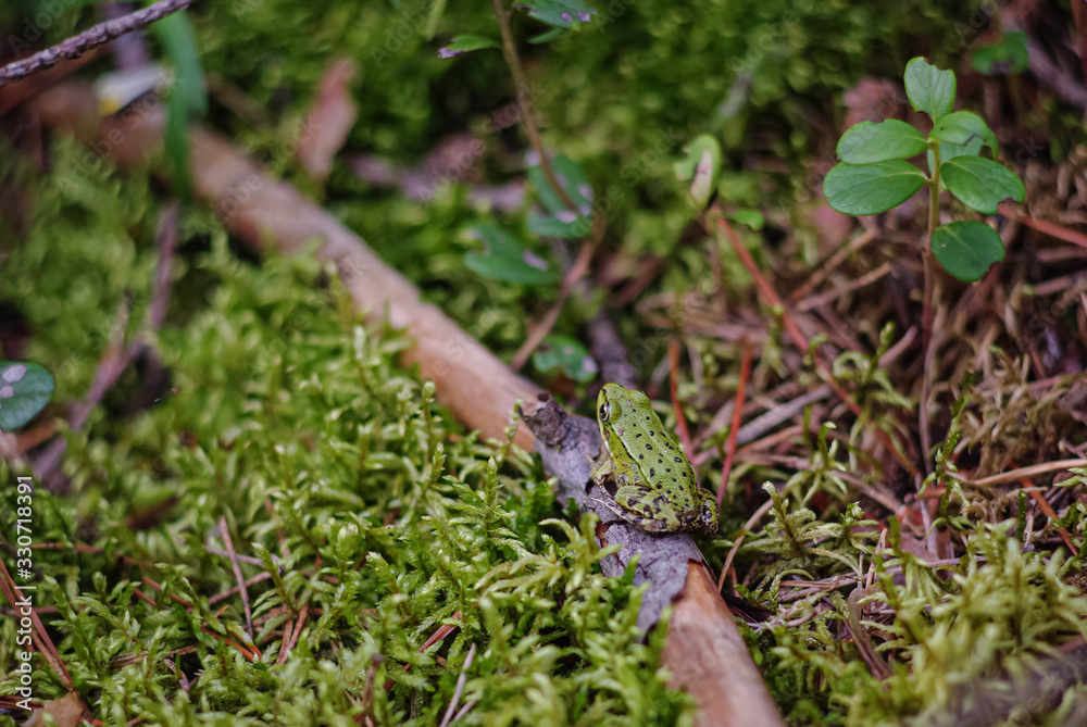 A green frog with dark spots sits on a brown twig surrounded by moss