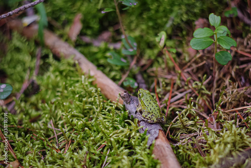 A green frog with dark spots sits on a brown twig surrounded by moss