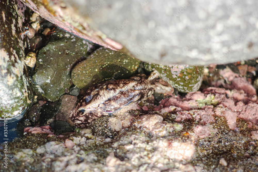 Aplysia, or sea hare, beige with brown in the recess between the stones at low tide Aplysia, or sea hare, beige with brown in the recess between the stones at low tide