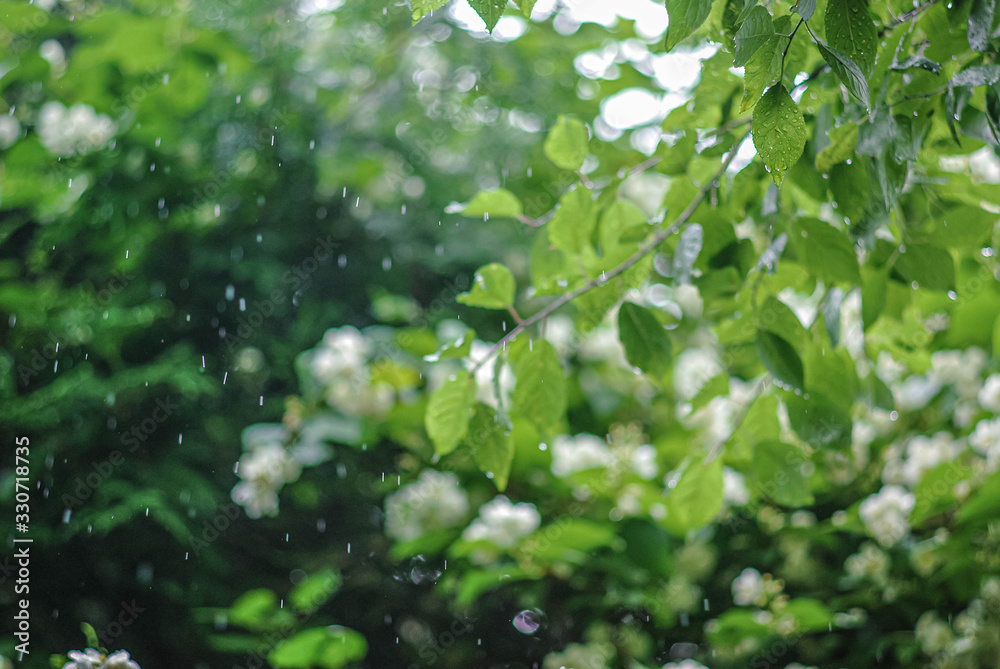 summer rain on a background of blurred greens and jasmine flowers summer rain on a background of blurred greens and jasmine flowers