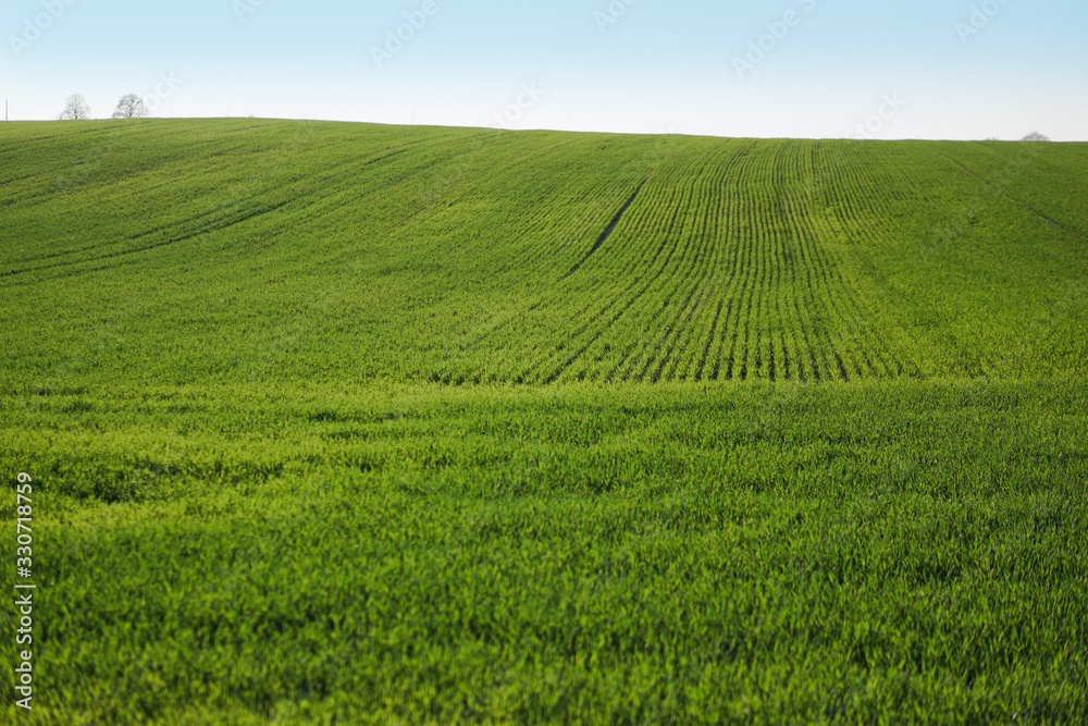 Sown farm field with wheat and cereal. Rising sprouts of barley and oats. A boundless garden with bread for food. Industrial stock theme Sown farm field with wheat and cereal. Rising sprouts of barley and oats. A boundless garden with bread for food. Industrial stock theme