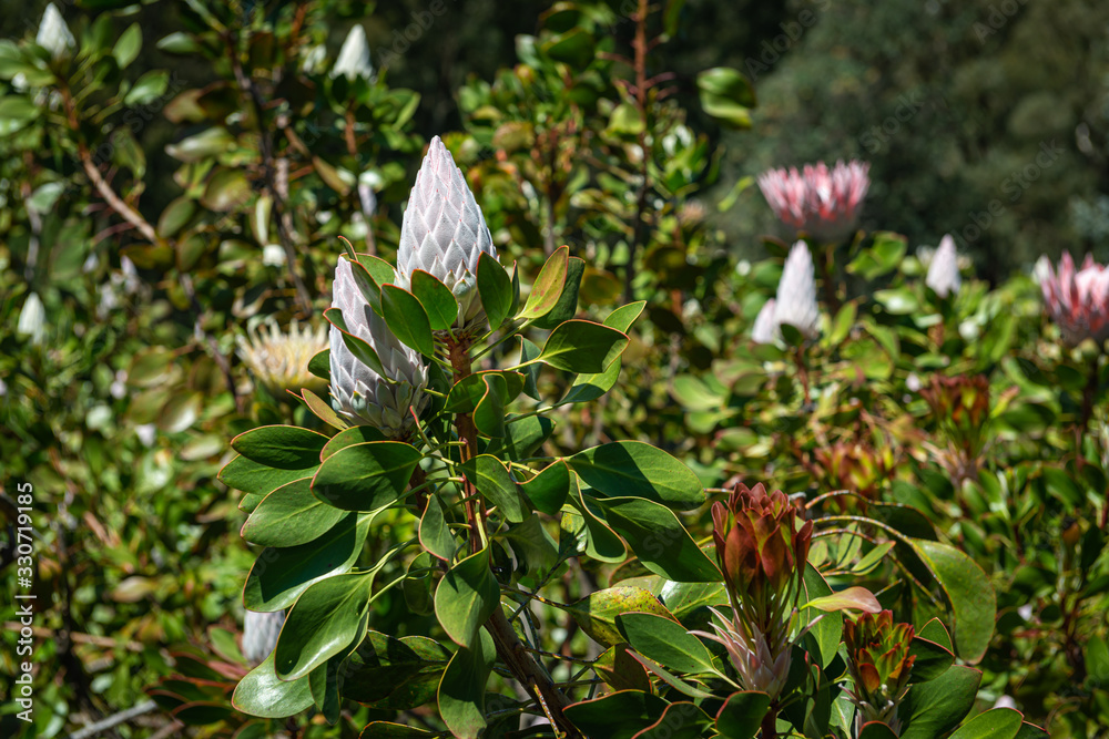 Obraz premium Red flower white flower