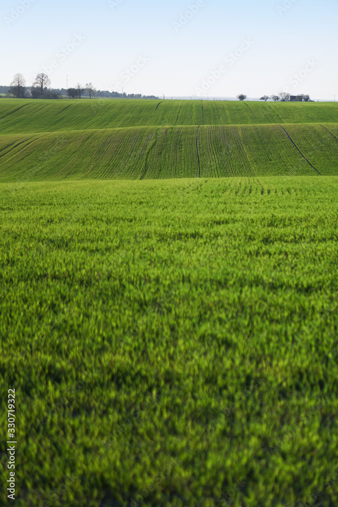 Sown farm field with wheat and cereal. Rising sprouts of barley and oats. A boundless garden with bread for food. Industrial stock theme Sown farm field with wheat and cereal. Rising sprouts of barley and oats. A boundless garden with bread for food. Industrial stock theme