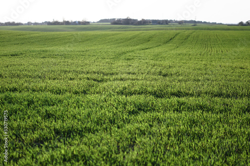 Sown farm field with wheat and cereal. Rising sprouts of barley and oats. A boundless garden with bread for food. Industrial stock theme