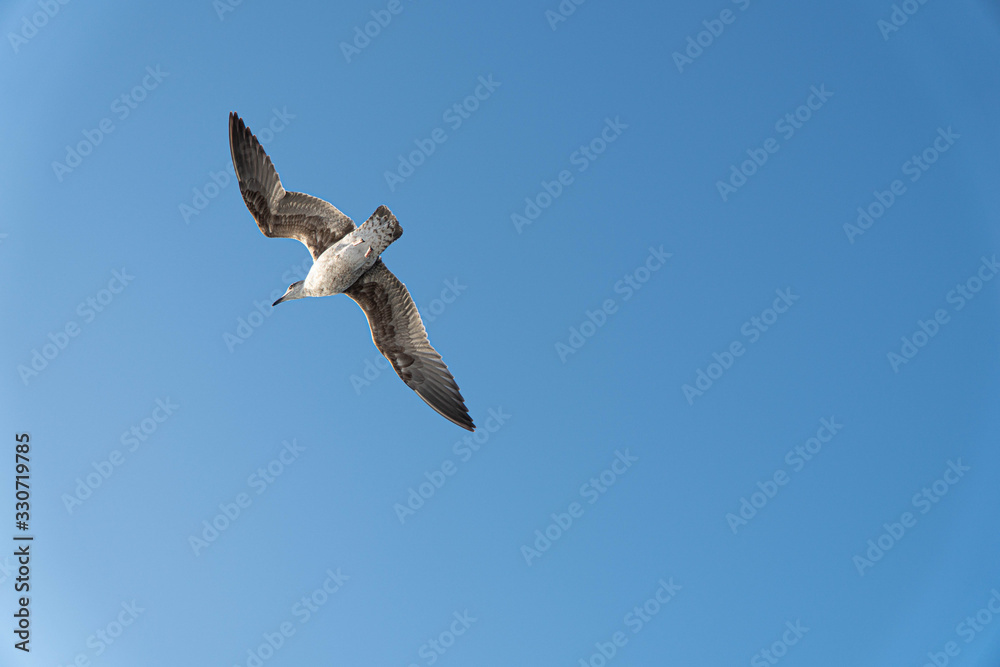 Obraz premium seagull in flight