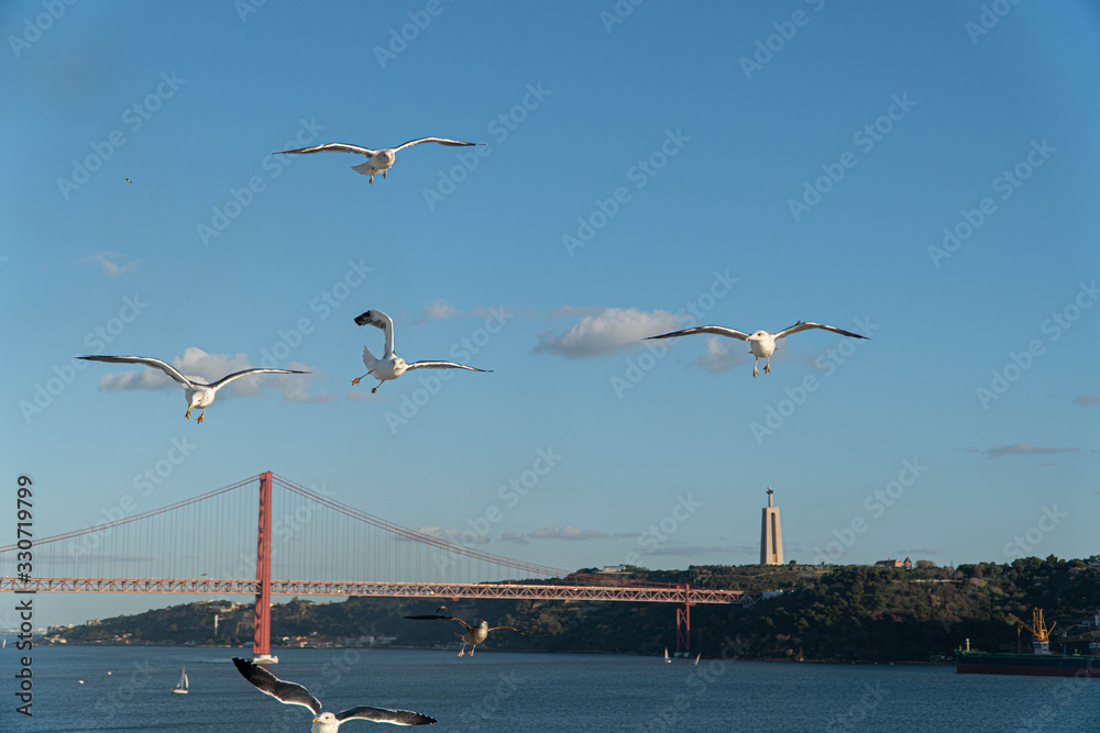 seagulls on the bridge