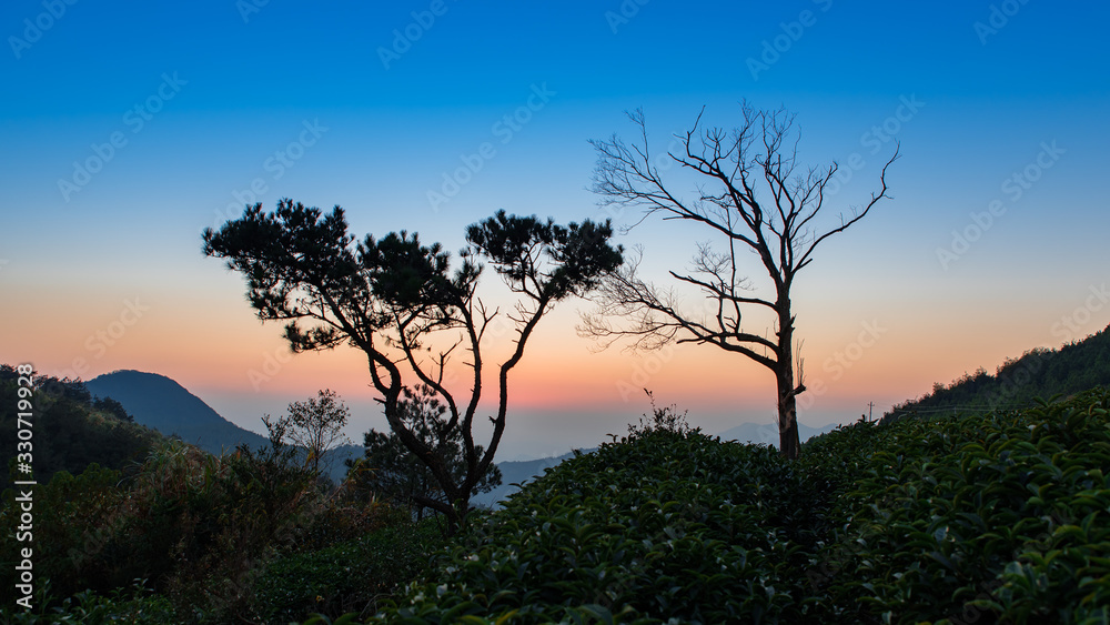 Dead trees at dusk