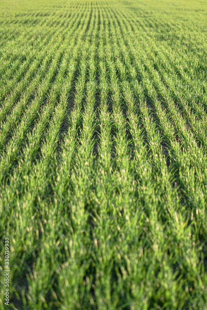 Sown farm field with wheat and cereal. Rising sprouts of barley and oats. A boundless garden with bread for food. Industrial stock theme Sown farm field with wheat and cereal. Rising sprouts of barley and oats. A boundless garden with bread for food. Industrial stock theme