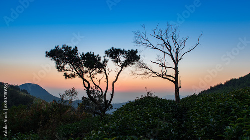 Dead trees at dusk