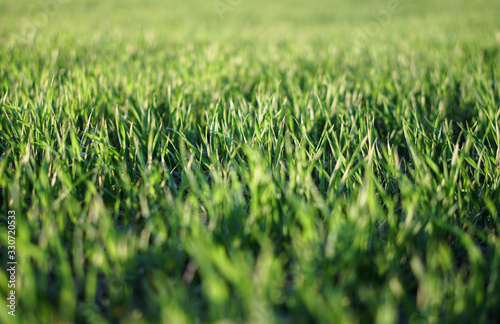 Sown farm field with wheat and cereal. Rising sprouts of barley and oats. A boundless garden with bread for food. Industrial stock theme