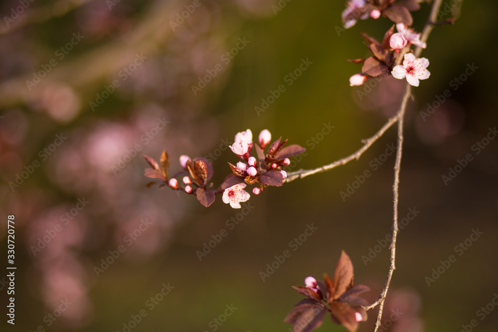 Fresh, pink, soft spring cherry tree blossoms on pink bokeh background. Fresh, pink, soft spring cherry tree blossoms on pink bokeh background.