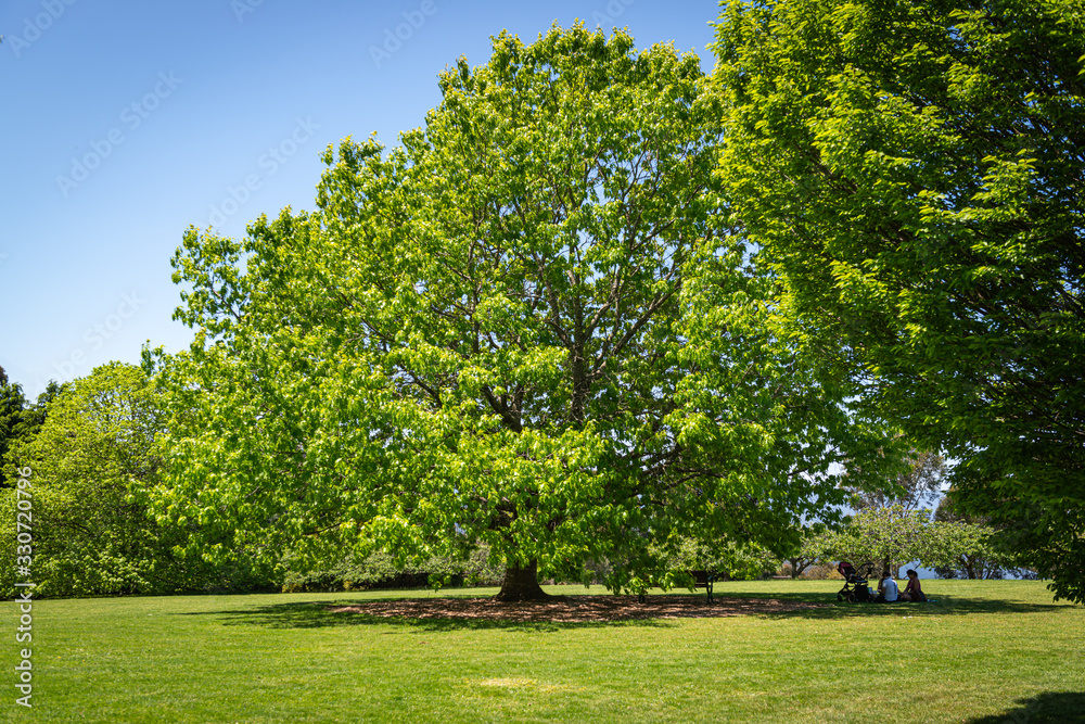 tree in the park