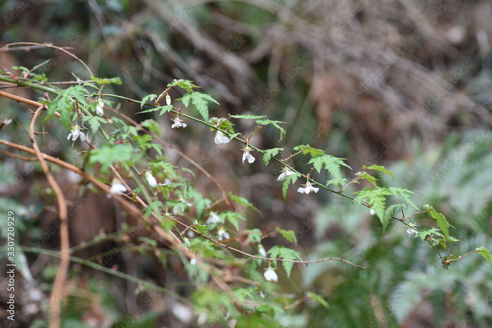 Rubus palmatus flowers / Rubus palmatus is a deciduous shrub of the family Rosaceae, with white flowers blooming downward in spring. Rubus palmatus flowers / Rubus palmatus is a deciduous shrub of the family Rosaceae, with white flowers blooming downward in spring.