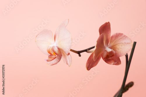 Orchid flowers on a pink background. Close-up.