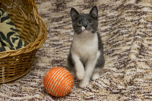 Bild auf Leinwand Сute kittens will not leave anyone indifferent :3