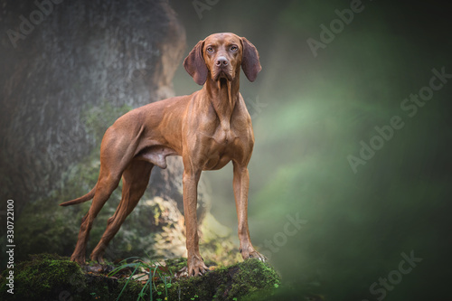 Portrait of a hungarian vizsla in the forest