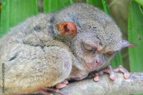 Crumpy looking tarsier with sleepy eyes before leaf, small primate, on branch in nature, Bohol, Philippines © HWL Photos