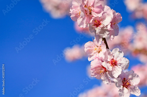 Fotografia Branch with blooming pink almond blossom flowers on German 'Prunus Dulcis',  sub