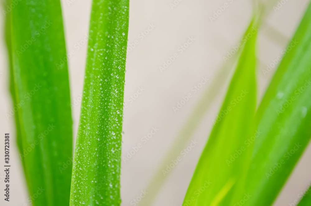 Green leaf with water drops, macro. background