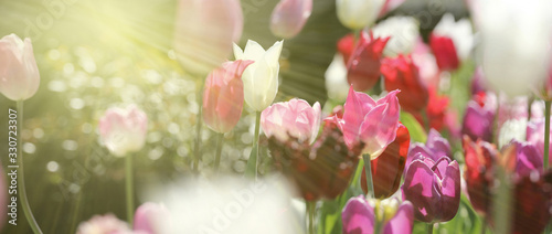 tulpen licht sonne frühling banner