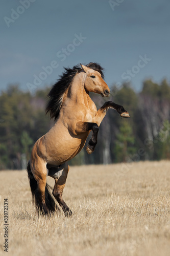 Wall Mural Beautiful buckskin rearing horse with long mane on natural summer background