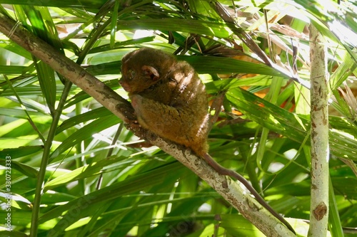 Sleepy tarsier with open eyes looking away, small primate, on branch in nature, Bohol, Philippines photo