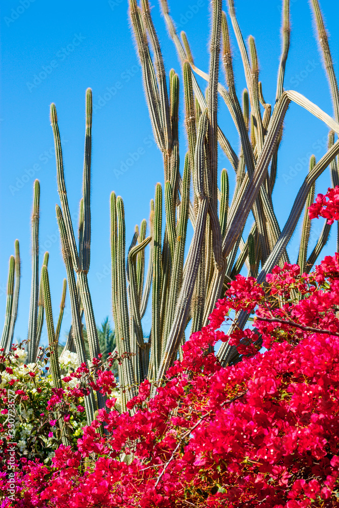 custom made wallpaper toronto digitalFlowering pink hibiscus bushes and tall cacti in the garden