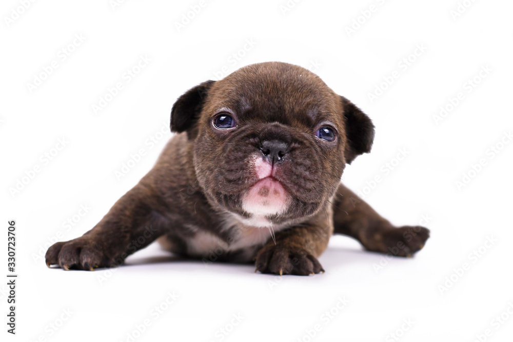 Small 3 weeks old Chocolate brindle colored French Bulldog dog puppy with blue eyes isolated on white background