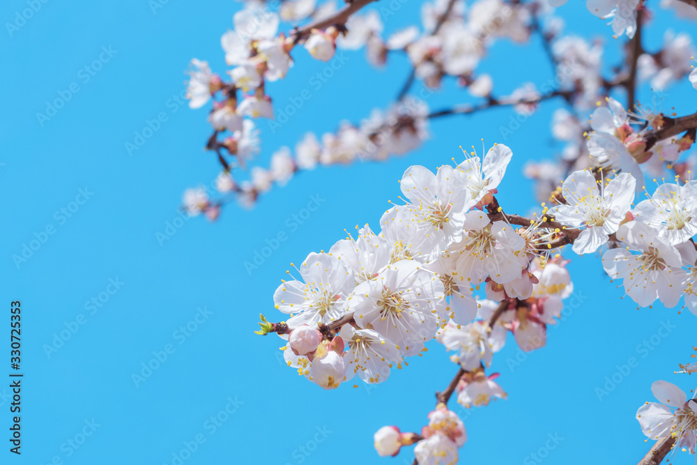Close up of blooming white cherry tree flowers against a clear blue sky with copy space. Spring flowering garden fruit trees Close up of blooming white cherry tree flowers against a clear blue sky with copy space. Spring flowering garden fruit trees