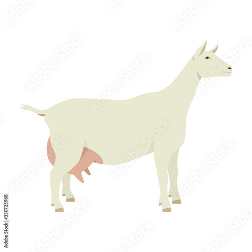 Saanen goat Breeds of domestic goats Flat vector illustration Isolated object on white background