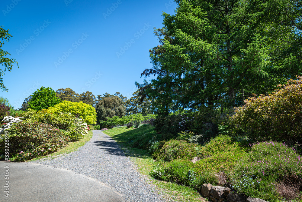 road in the forest