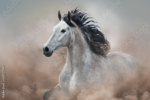 Grey horse in motion