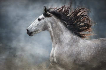 Ingelijste posters Grijs Wit paard met lange manen  © callipso88