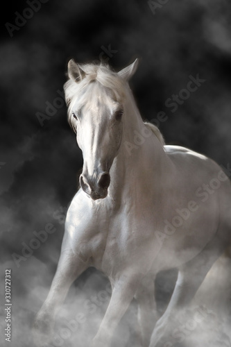 white horse on blue background