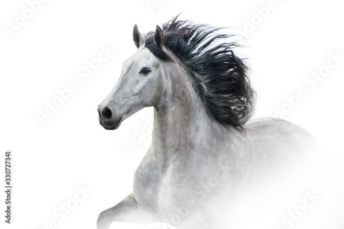 white arabian horse © callipso88