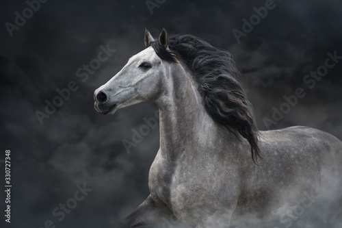 White horse portrait with long mane on dark background